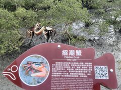 -北海金海湾红树林生态旅游区