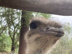 -青藏高原野生动物园