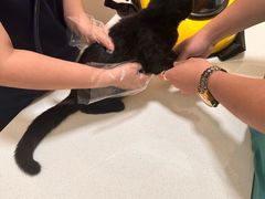 -小伙伴宠物医院•急重症转诊中心·老年专科·犬猫全科(北大街总院)