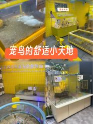 -神奇动物撸宠馆·羊驼·小浣熊·异宠(豫园店)