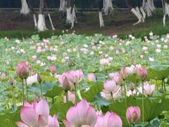 -飞来湖湿地公园
