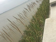 -芒洲湿地公园