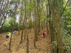 -火炉山森林公园