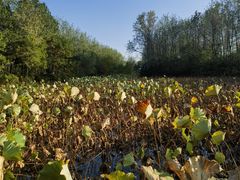 -合肥滨湖国家森林公园