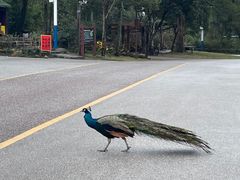 -姑婆山旅游区