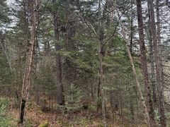 -五营红松林海景区