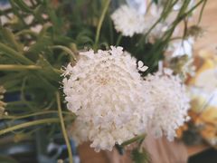 -Jo's Garden