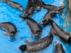 -华夏文旅海洋公园