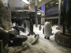 -悉尼海洋生物水族馆