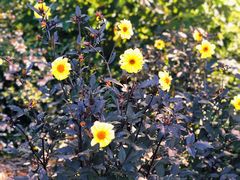 -墨尔本皇家植物园