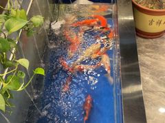 -洞庭家宴·头牌甲鱼(广渠门店)