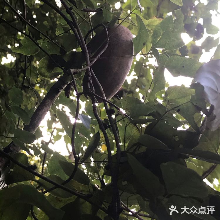 舌尖猎奇第二波 初春开花，晚春结果，盛夏生长