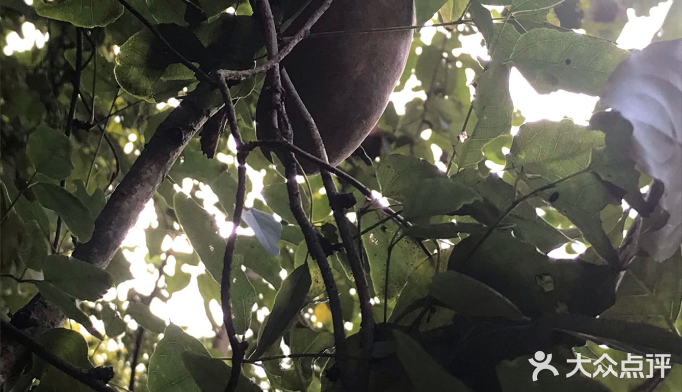 舌尖猎奇第二波 初春开花，晚春结果，盛夏生长