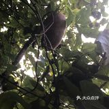 舌尖猎奇第二波 初春开花，晚春结果，盛夏生长