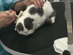 -BABYDOG宝贝狗宠物乐园(欧洲城店)