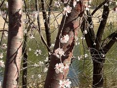-桃花堤公园