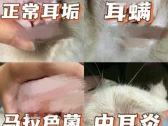 -宠颐生宠物医院·心肾内科·猫专科诊疗中心宠巢店