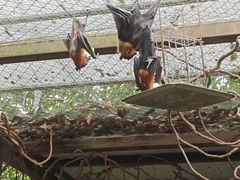 -广州长隆飞鸟乐园