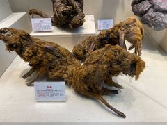 -广东中医药博物馆