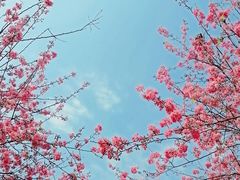 -天适樱花悠乐园