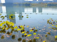 -天鹅湖体育公园