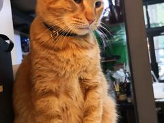 -李小姐の猫咖啡馆(五角场店)
