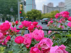 -新虹桥中心花园