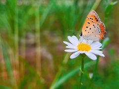 -上海吴淞炮台湾国家湿地公园