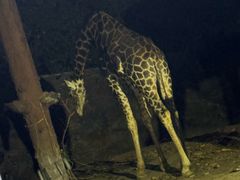 -清迈夜间动物园