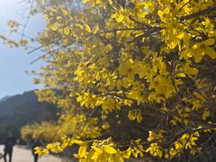 -北京西山国家森林公园