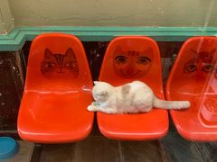 -猫咪博物馆(顶澳仔猫街店)