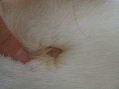 最近发现掉了痂的地方，还是挺大的-睿金宠物医院·CT·肿瘤·骨外科