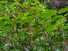 -北宅大永樱桃采摘基地(崂山总部)