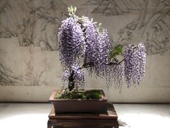 -扬州大运河文化旅游度假区·盆景园