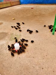 -萌宠亲子动物乐园(槐房万达店)