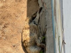 -西霞口神雕山野生动物世界