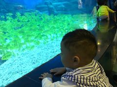 -烟台海昌鲸鲨海洋公园