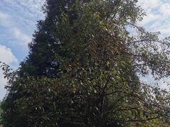 -武陵山森林公园