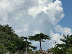 -天目山大树王景区
