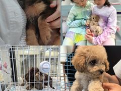 -萌宠之家·腊肠犬·马尔泰·小体犬舍