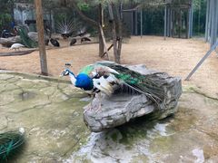 -常州淹城野生动物世界