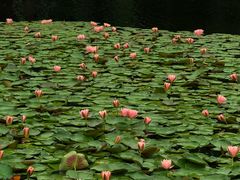 -白鹭湾湿地公园