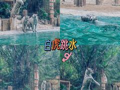 -广州长隆野生动物世界