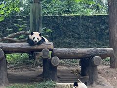 -都江堰中华大熊猫苑