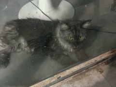 -青石桥花鸟鱼虫市场(叠翠城店)