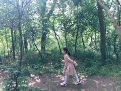 -紫金山山顶公园