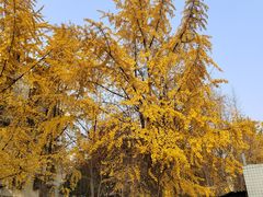 -九锅一堂酸菜鱼(新南凯德直营店)