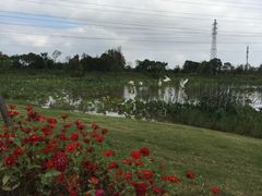-上海长兴岛郊野公园