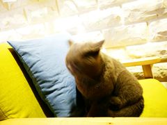 -猫咖时代(中山亭店)