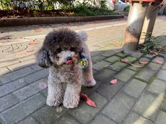 -BABYDOG宝贝狗宠物乐园(欧洲城店)
